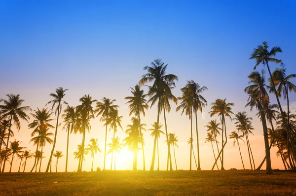 Dramática puesta de sol impresionante luz de la mañana y silueta de cocotero —  Fotos de Stock