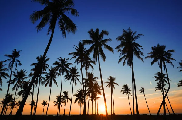 Dramática puesta de sol impresionante luz de la mañana y silueta de cocotero — Foto de Stock