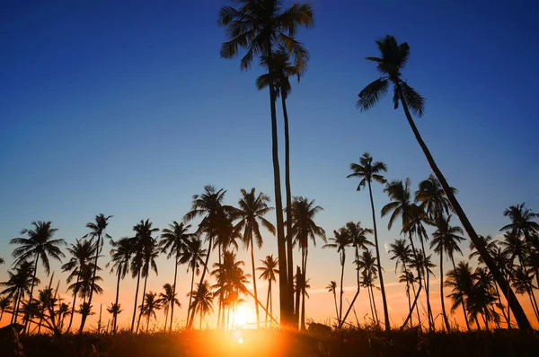 Dramática puesta de sol impresionante luz de la mañana y silueta de cocotero — Foto de Stock