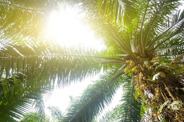 Palmový olej plantáže a ranní slunce — Stock fotografie