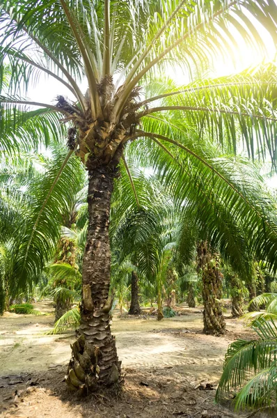 Palmový olej plantáže a ranní slunce — Stock fotografie