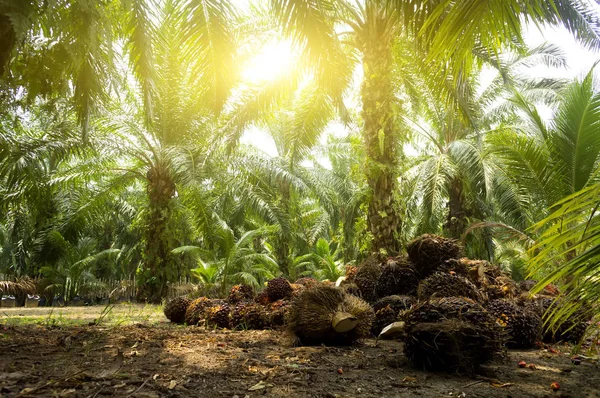 Plantação de óleo de palma e luz solar matinal — Fotografia de Stock