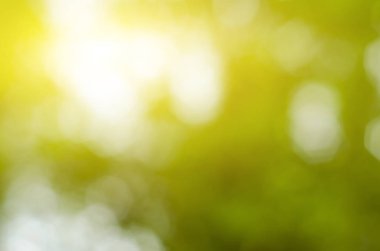 Doğal yeşil arka plan bulanık, bokeh etkisi