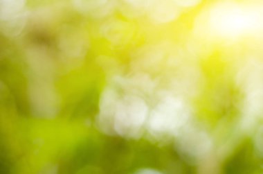 Doğal yeşil arka plan bulanık, bokeh etkisi