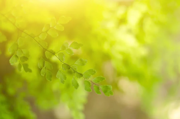 Fundo natural desfocado folha verde — Fotografia de Stock