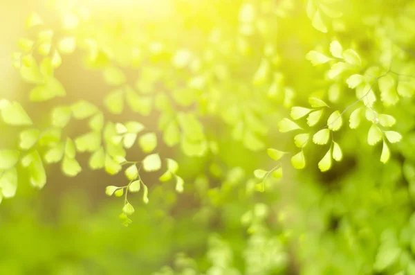 Natürliche defokussierte grüne Blatt Hintergrund — Stockfoto