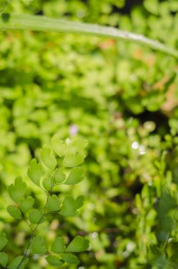 Yeşil yaprak tazelik kavramı