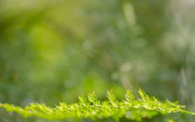 Yeşil yaprak tazelik kavramı