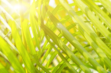 Tazelik palmiye yaprağı arka plan