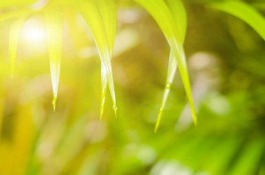 Tazelik palmiye yaprağı arka plan