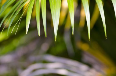 Palmiye yaprağı tazelik kavramı