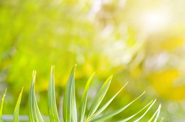 Tazelik palmiye yaprağı arka plan