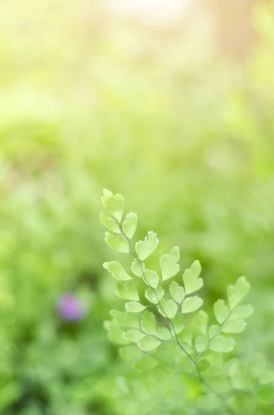 Čerstvosti koncept zelených listů — Stock fotografie