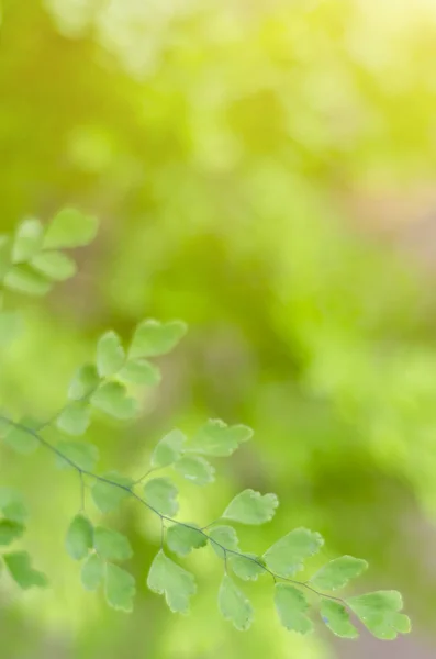 Pojęcie świeżość zielonych liści — Zdjęcie stockowe