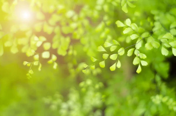 Conceito de frescura da folha verde — Fotografia de Stock