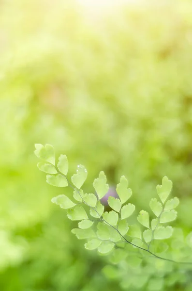 Conceito de frescura da folha verde — Fotografia de Stock