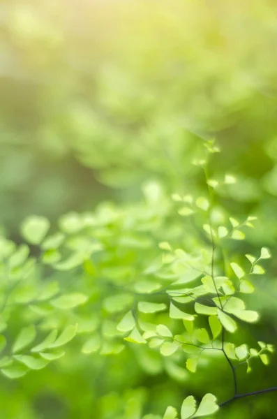 Concepto de frescura de la hoja verde — Foto de Stock