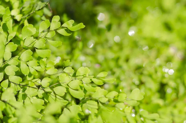 Conceito de frescura da folha verde — Fotografia de Stock