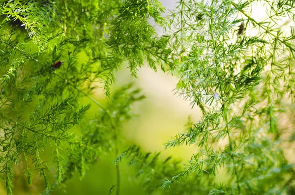 Frische Konzept des grünen Blattes — Stockfoto