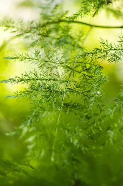 Conceito de frescura da folha verde — Fotografia de Stock