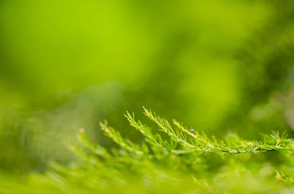 Frische Konzept des grünen Blattes — Stockfoto