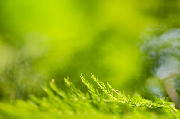 Conceito de frescura da folha verde — Fotografia de Stock