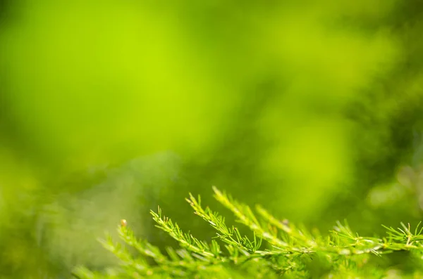 Conceito de frescura da folha verde — Fotografia de Stock