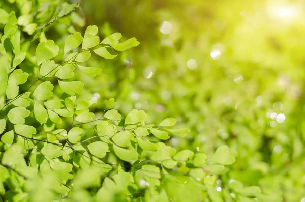 Conceito de frescura da folha verde — Fotografia de Stock