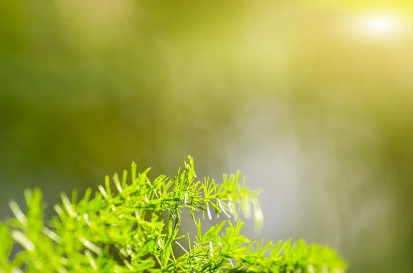 Conceito de frescura da folha verde — Fotografia de Stock