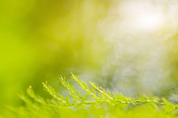 Yeşil yaprak tazelik kavramı — Stok fotoğraf