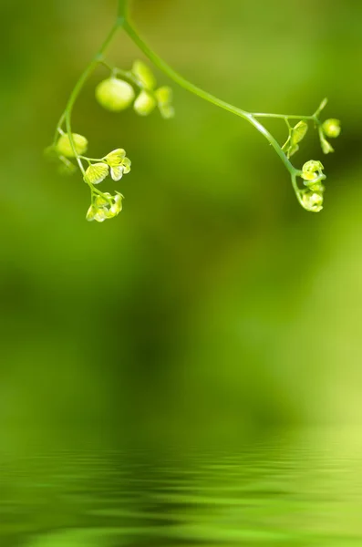 Freschezza sfondo con foglia verde — Foto Stock