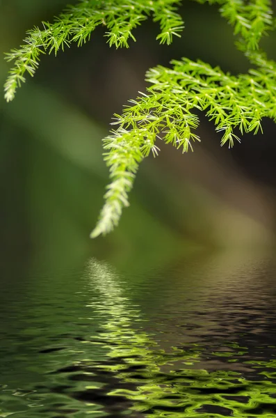 Świeżość tło z zielonych liści — Zdjęcie stockowe