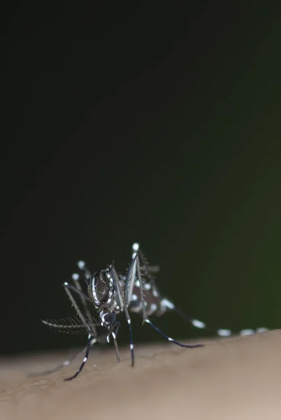 Aedes Fucquito - переносчик лихорадки денге, вируса Зика и болезни желтого февера — стоковое фото
