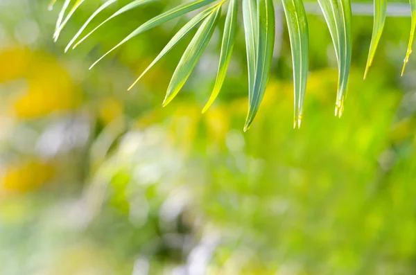 Świeżość koncepcja liść palmowy — Zdjęcie stockowe