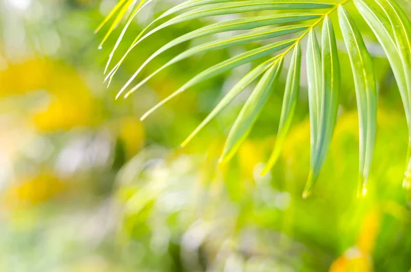 Palmiye yaprağı tazelik kavramı — Stok fotoğraf