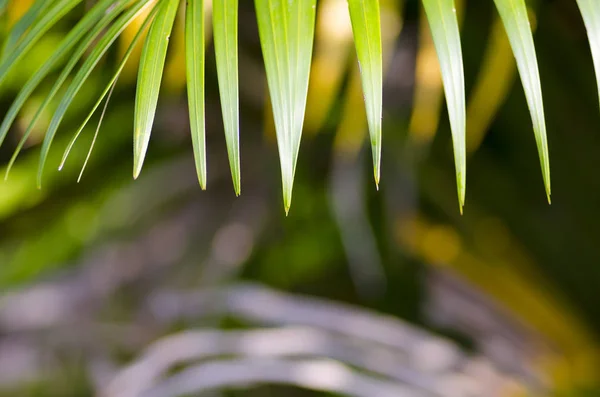 Concepto de frescura de la hoja de palma — Foto de Stock
