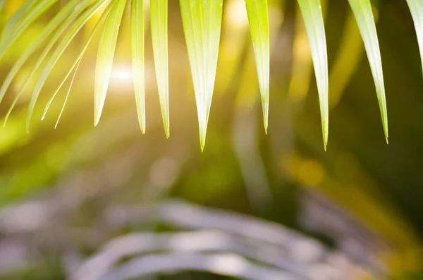 Świeżość palm leaf tło — Zdjęcie stockowe