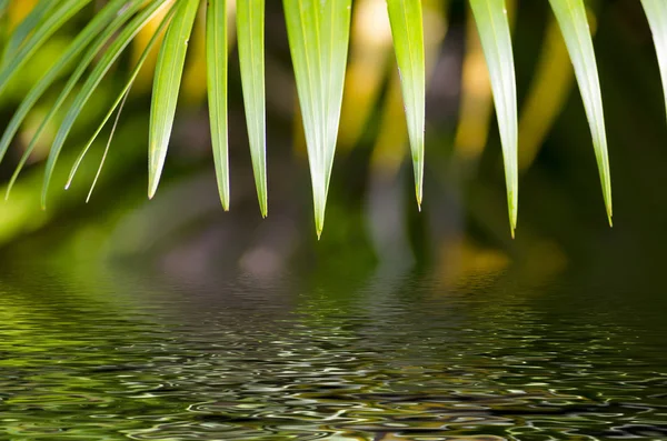 Концепция свежести пальмовых листьев для фона — стоковое фото