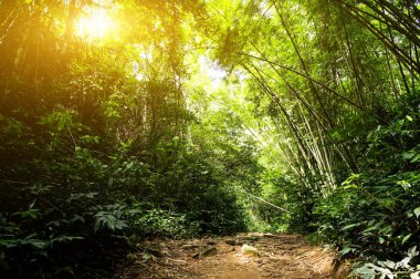 Güzel sonbahar orman dağ 