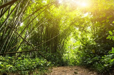Güzel sonbahar orman dağ 