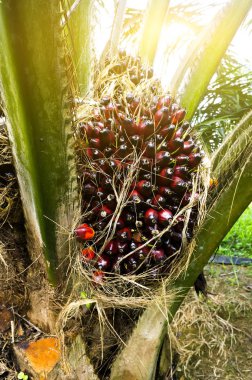 Hurma yağı saç ekimi ve sabah güneş ışığı