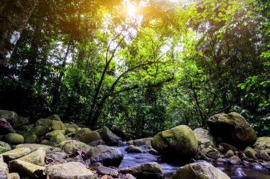 Yağmur ormanlarında gündoğumu sırasında güzel şelale