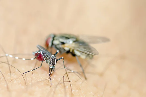 Albopictus mosquito chupando sangre detrás de moscas —  Fotos de Stock