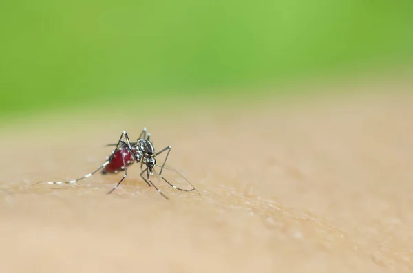 Aedes Albopictus mosquito chupando sangre — Foto de Stock