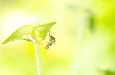 Yeşil yaprak üzerinde dinlenme sivrisinek