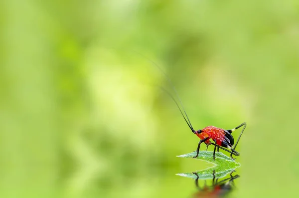 Insecto rojo en una hoja verde — Foto de Stock