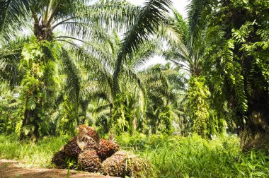 Palmiye Yağı Çiftliği 
