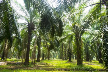 Palmiye Yağı Çiftliği 