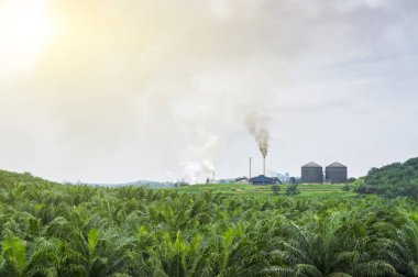 hurma yağı fabrikası tarafından üretilen hava kirliliği