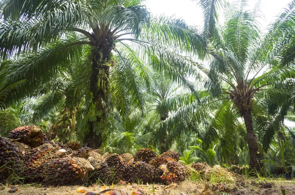 Óleo de palma Plantação — Fotografia de Stock